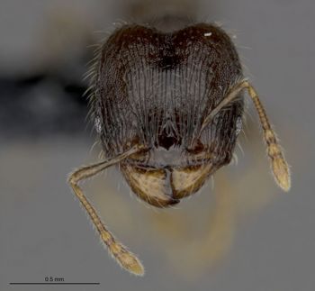 Media type: image;   Entomology 539451 Aspect: head frontal view